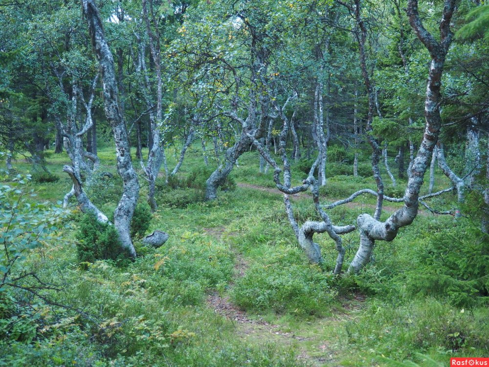 Танцующий лес Соловки,