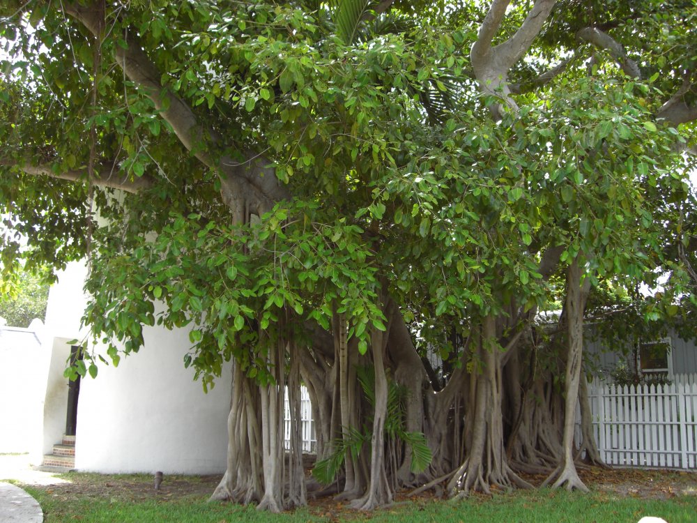 Дерево Ficus religiosa