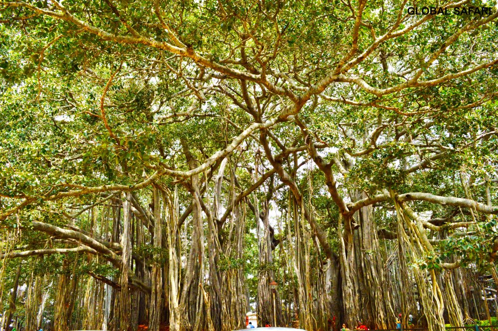 Фикус бенгальский дерево
