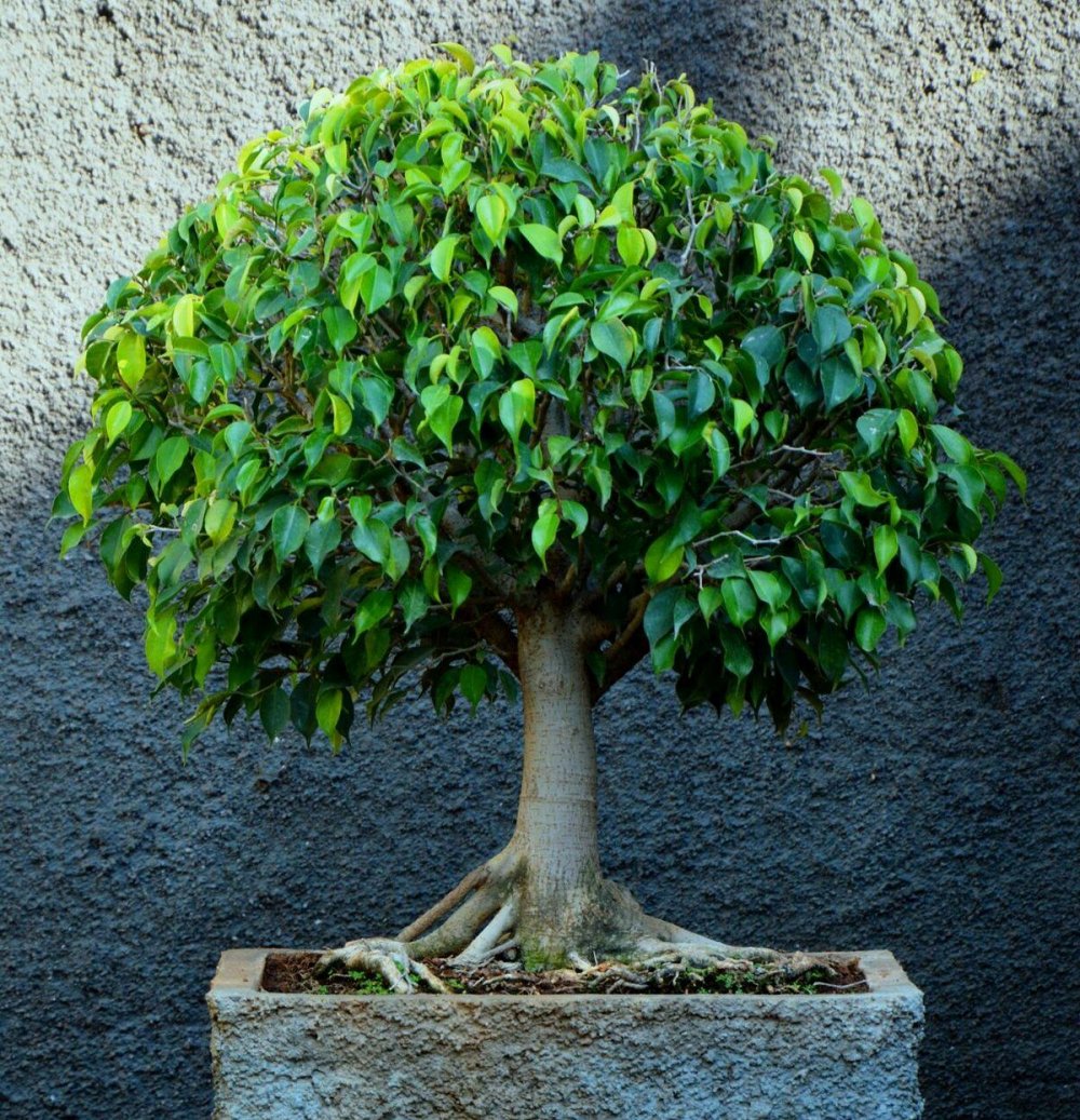 Sycamore дерево