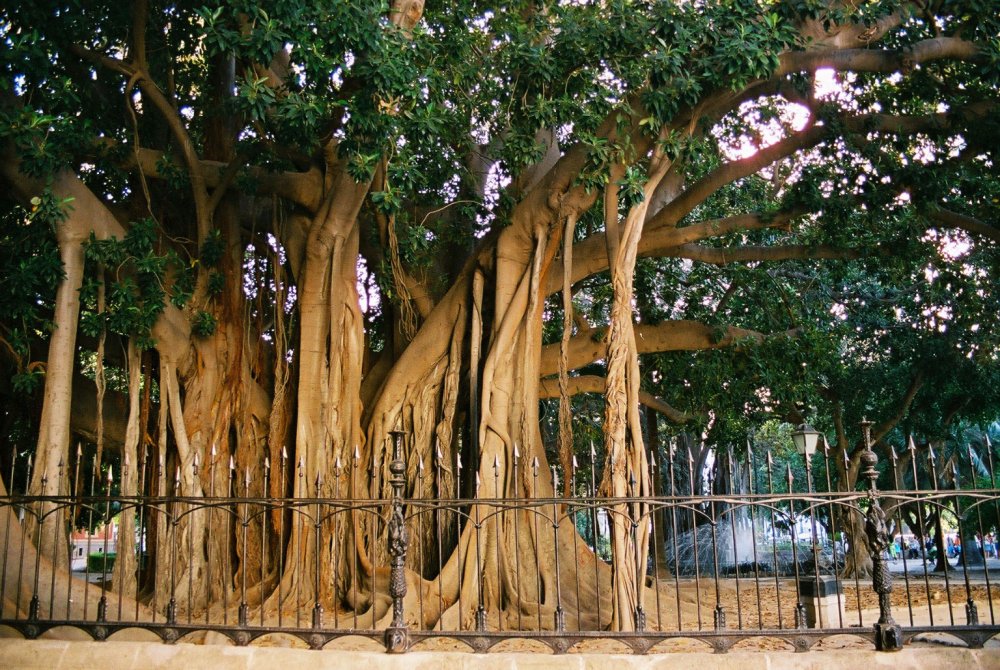 Деревья Бали