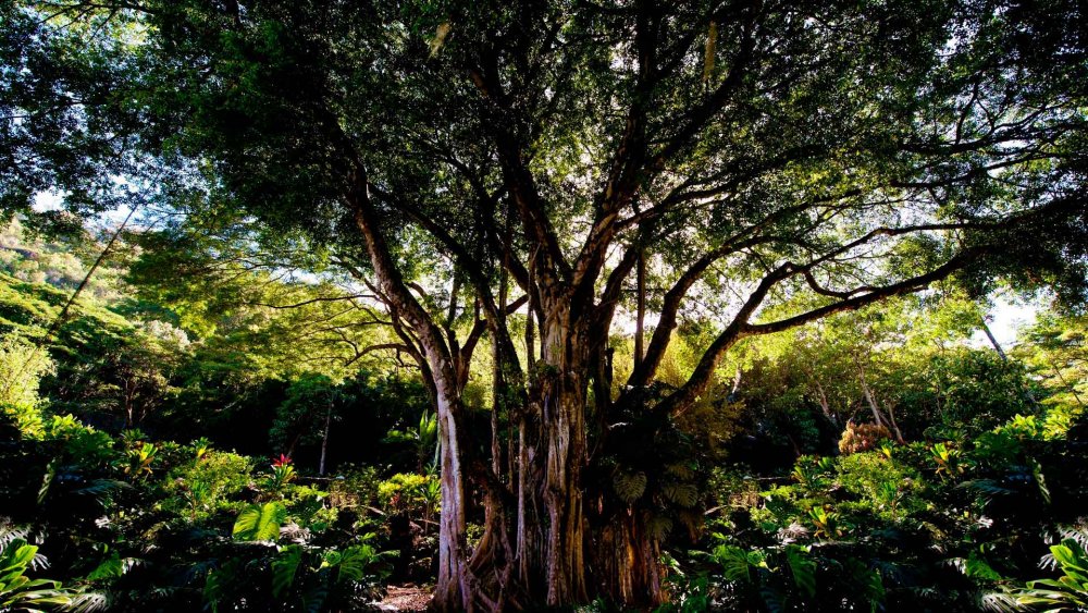 Фикус бенгальский дерево