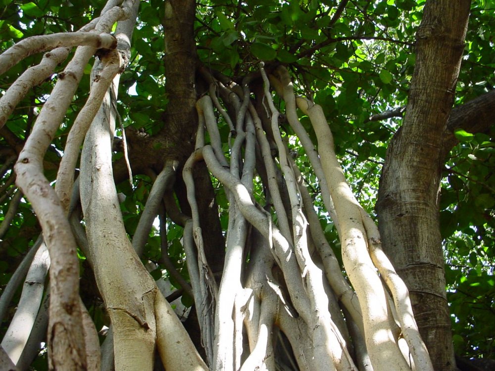 Индийская Баньян дерево