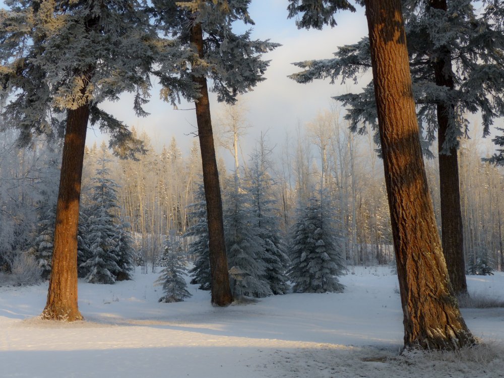 Красивый зимний Сосновый лес