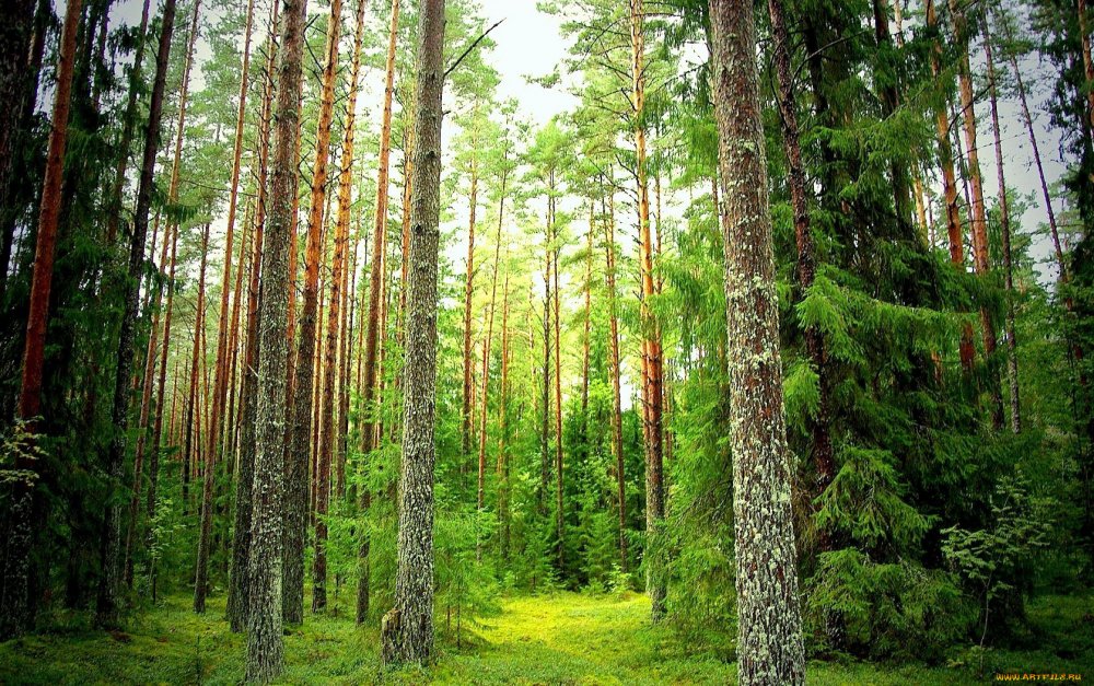 Хвойный лес Нижний Новгород