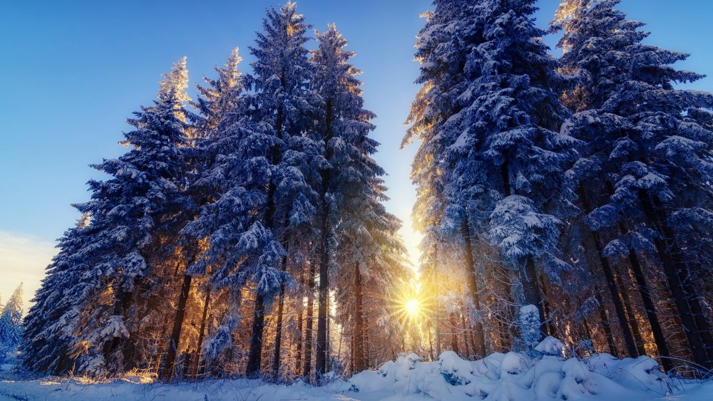 Еловый лес зимой