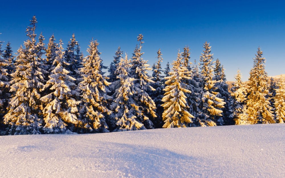 Зимний пейзаж с елками
