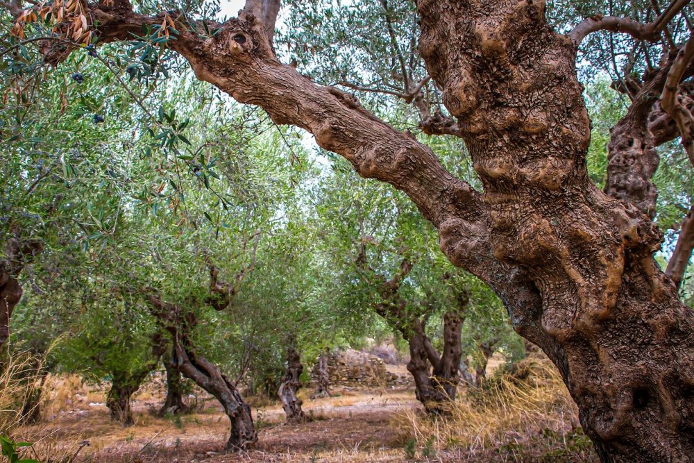 Оливковое дерево мэйби