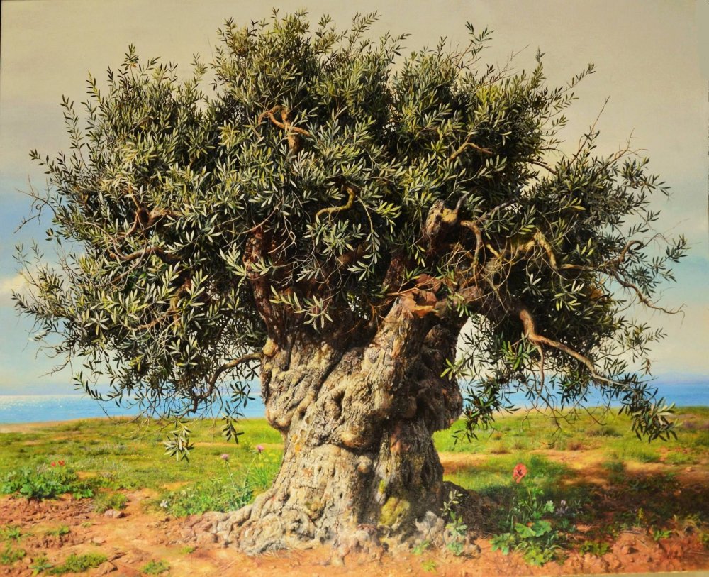 Greece Olive Tree