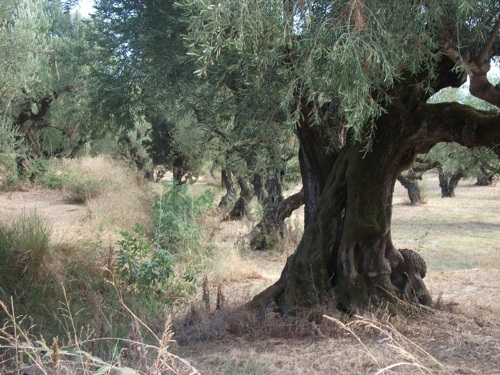 Вековая оливковое дерево