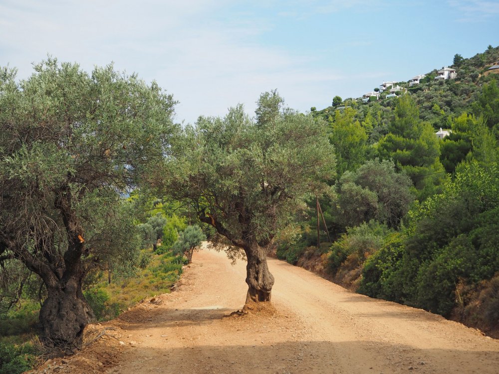Оливковые деревья Сардиния