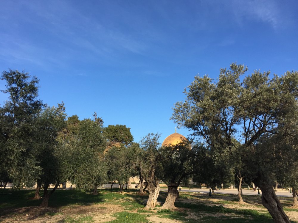 Оливковая роща Израиль