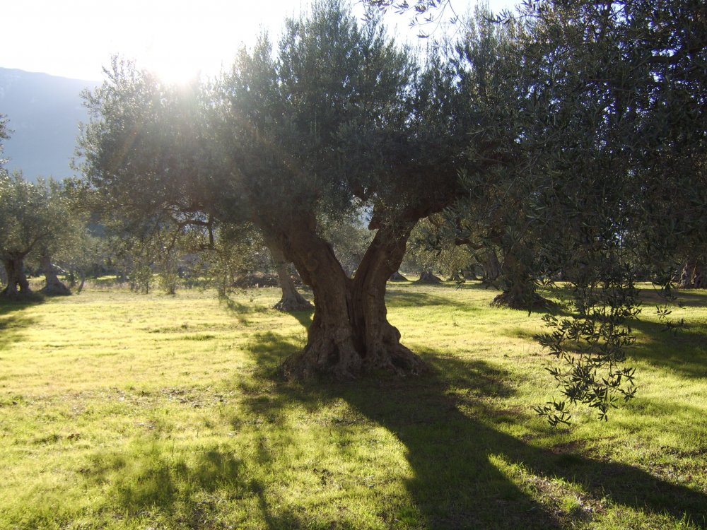 Оливковое дерево в Крыму