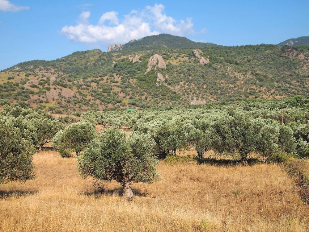 Оливковые Рощи в Греции