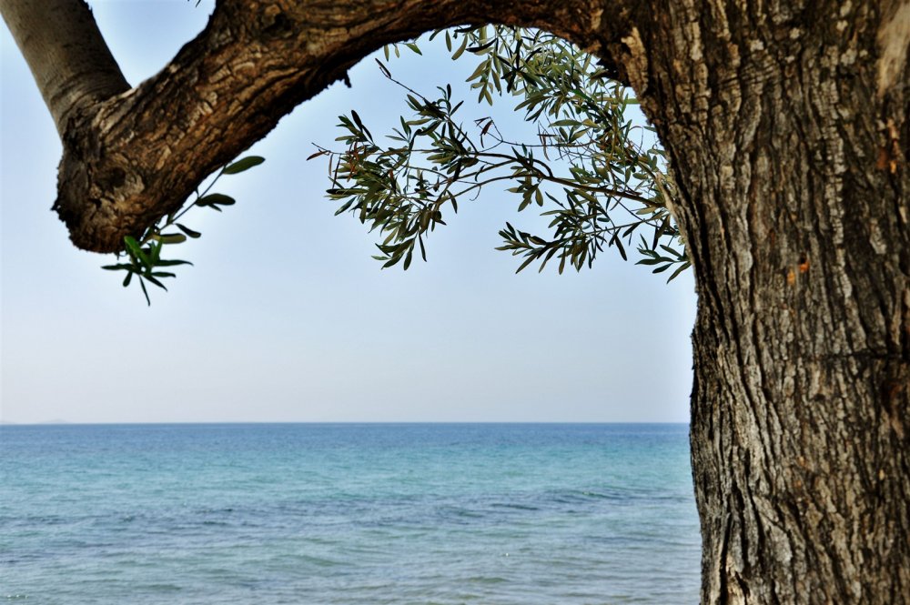 Оливковое дерево и море