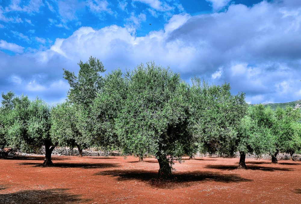 Оливковые деревья Ливия