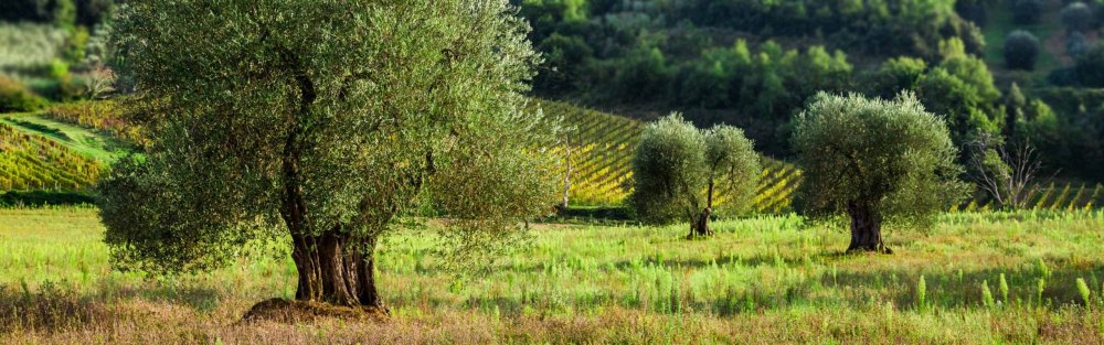 Оливковые деревья в садах Италии