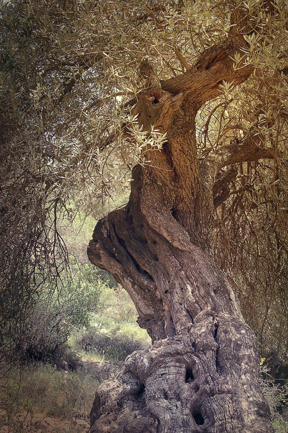 Дерево Адама Израиль