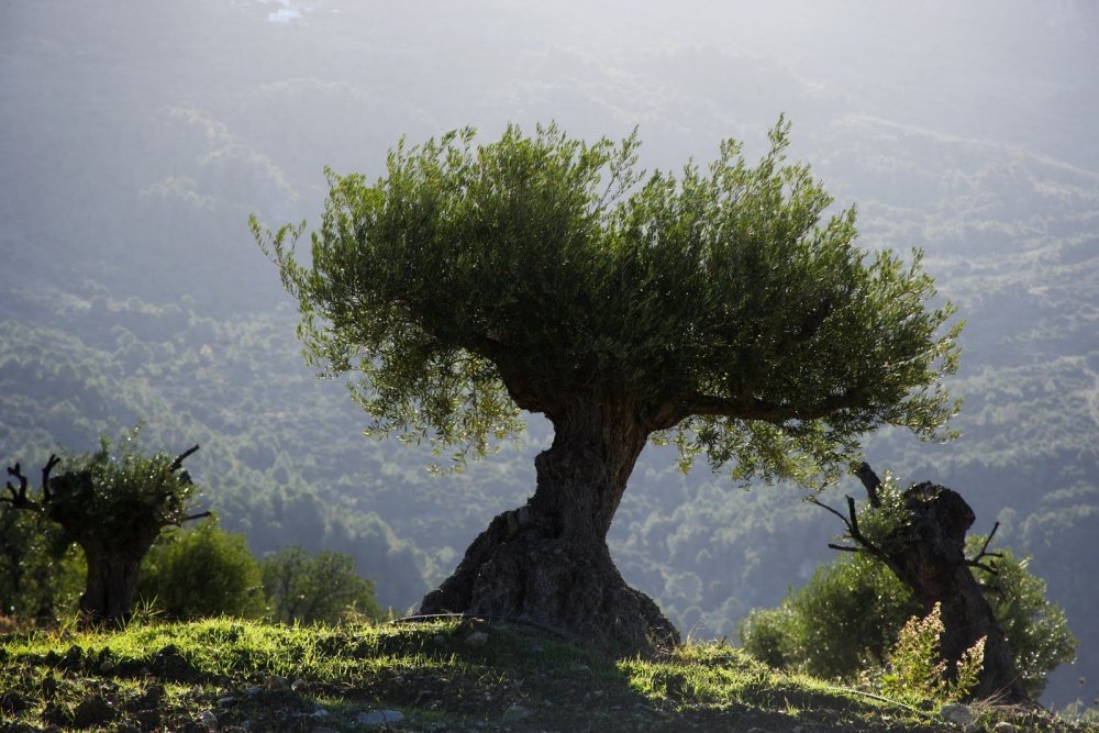 Оливковое дерево и море