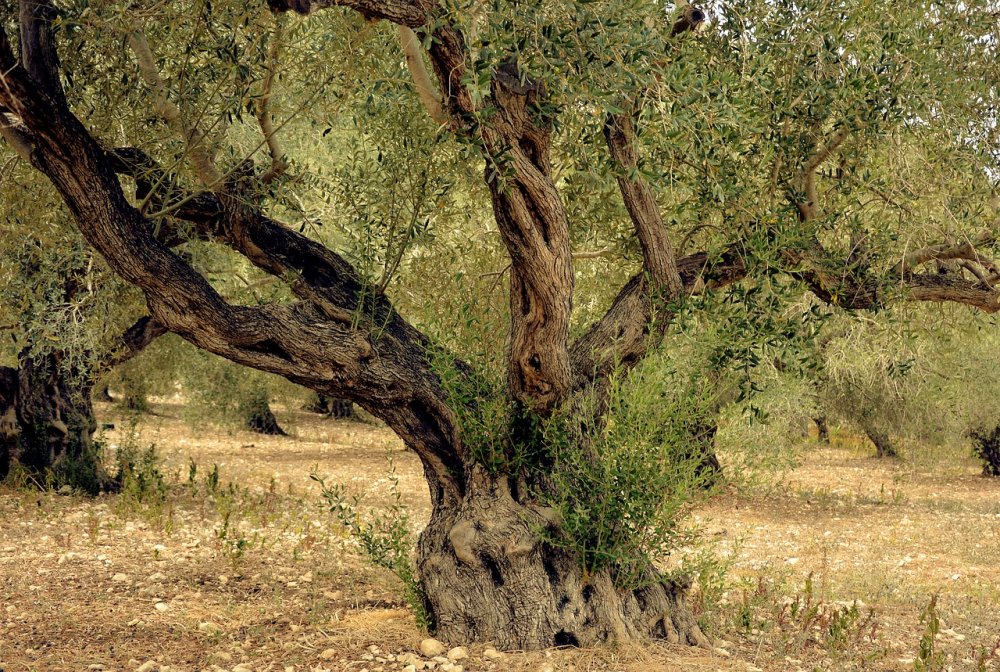 Олива дерево Грузия