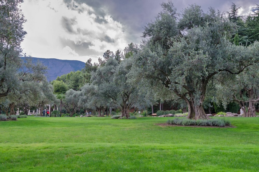 Парк Парадиз в Партените оливковая роща
