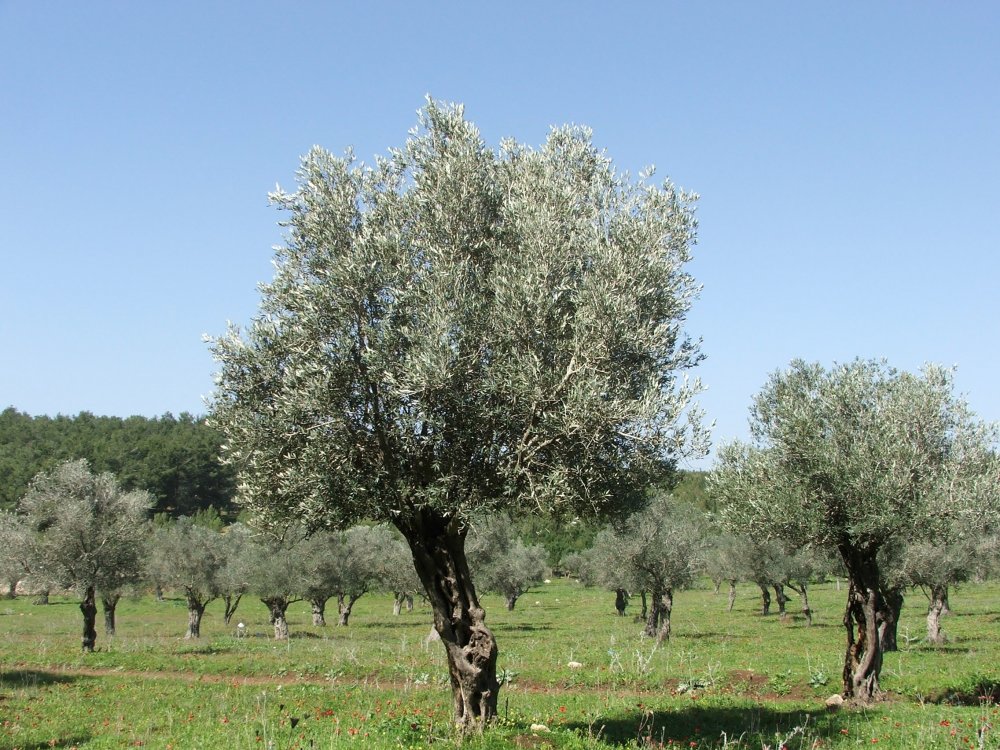 Оливковое дерево Аравия