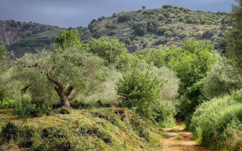 Оливковое дерево Крит