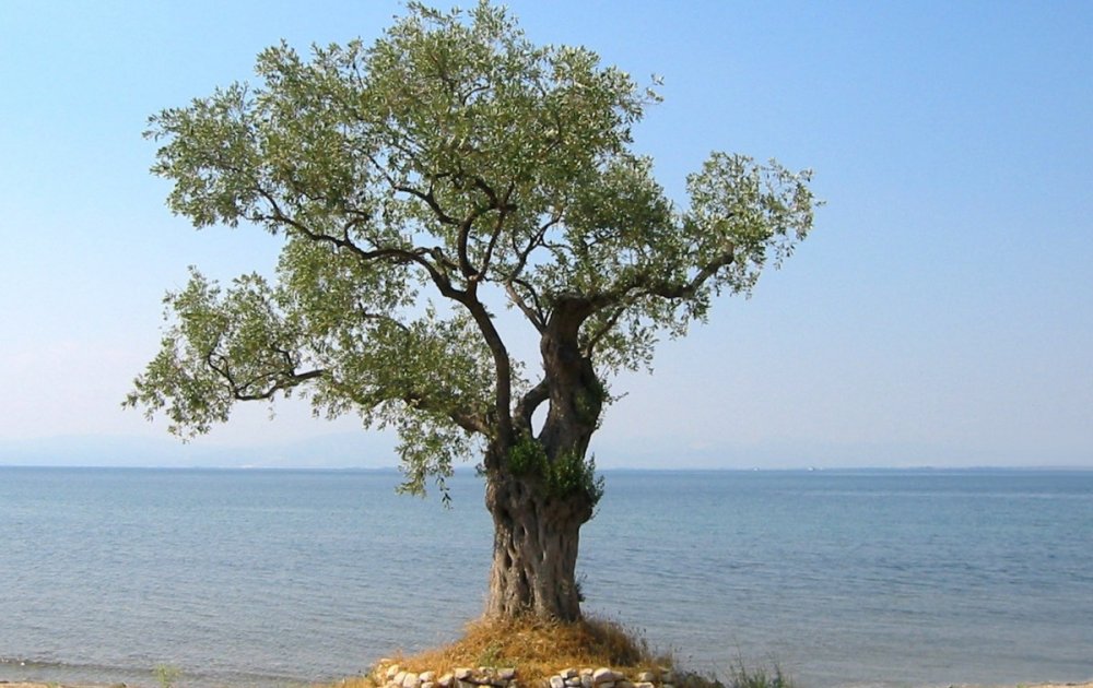 Деревья с плодами на Азовском море