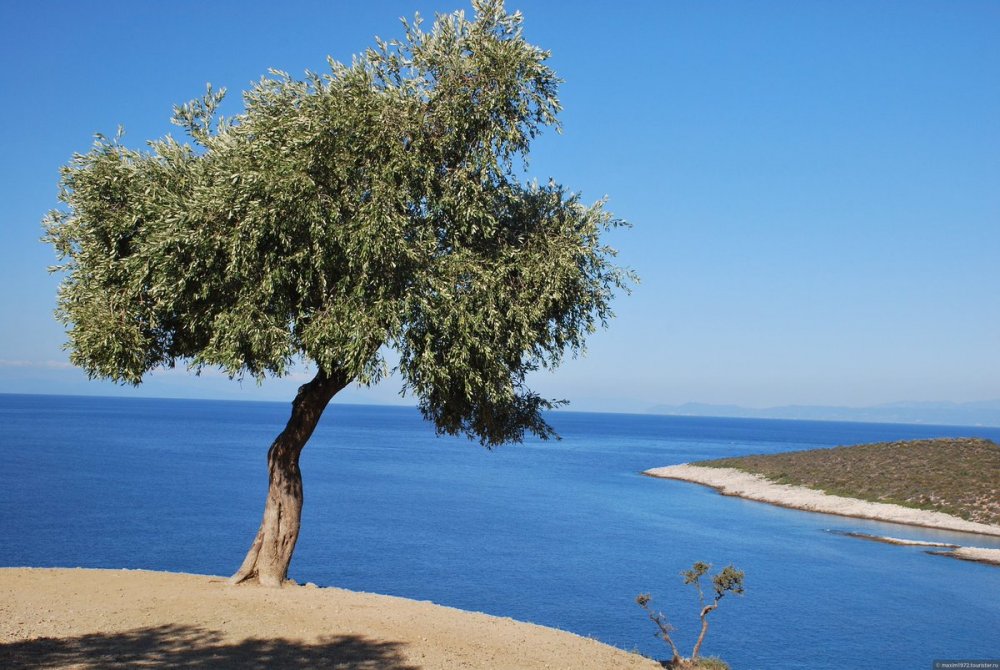 Греция олива дерево