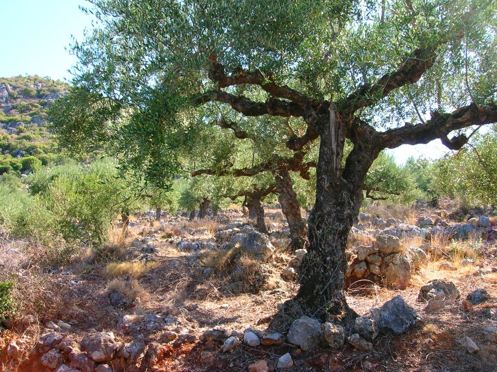 Дерево оливы в Турции