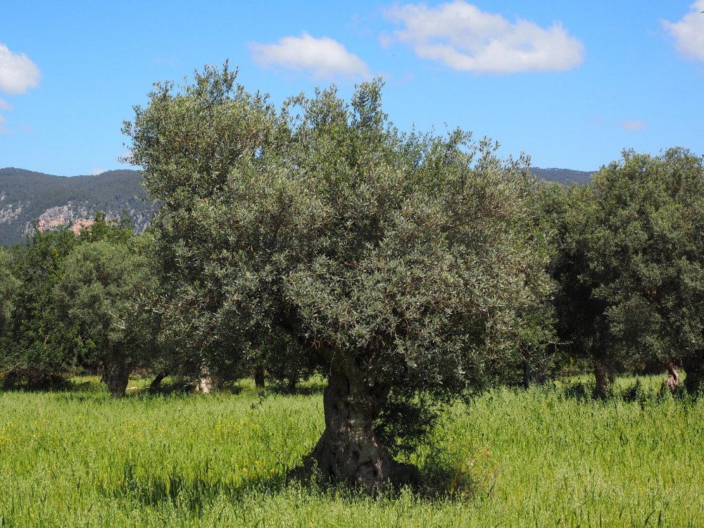 Деревья оливки Греция плантация