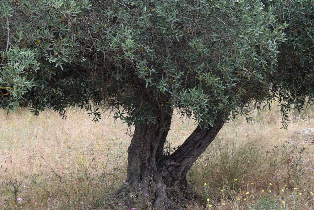 Old Olive Tree листья