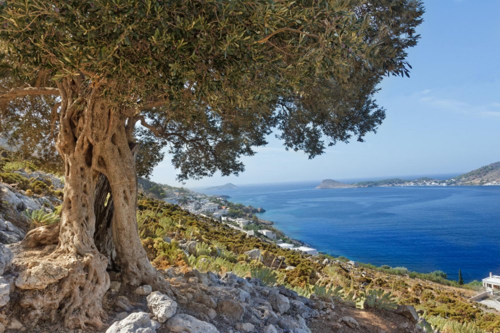 Остров Пенелопес Греция оливковые деревья