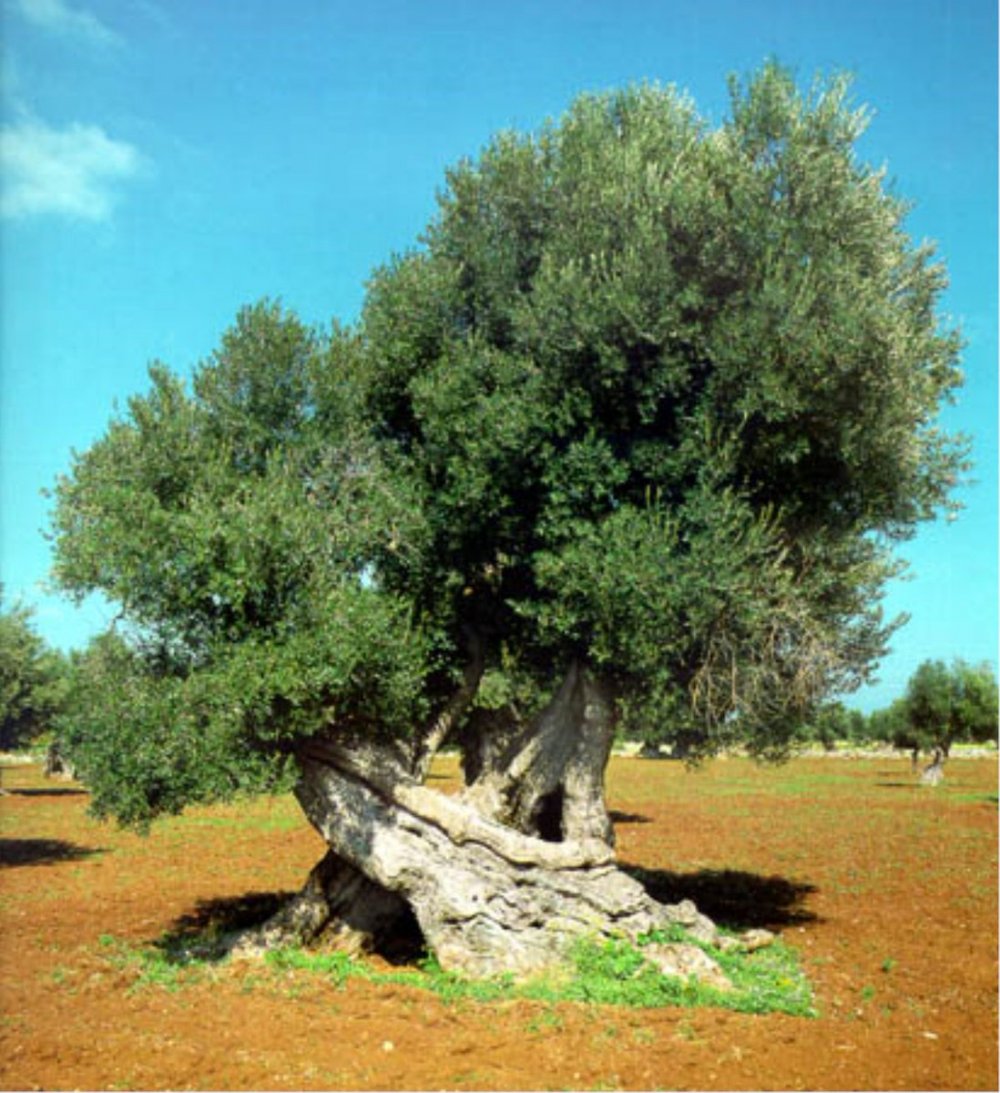 Дерево гаркад иудейское дерево