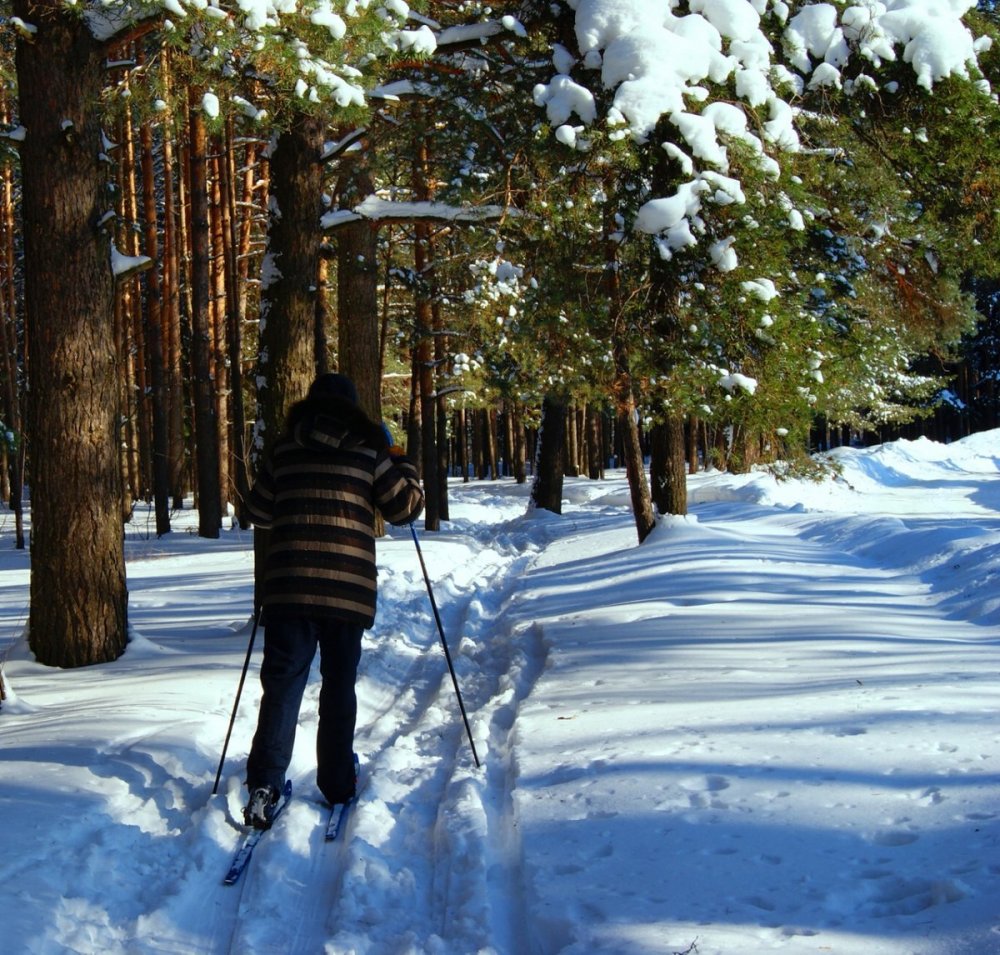 Лыжники зимой в лесу