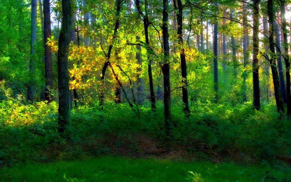Лиса в широколиственном лесу