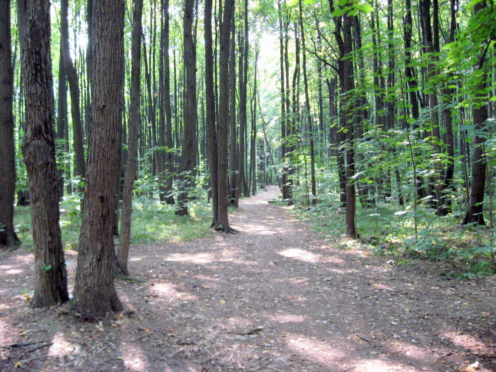 Парк Битцевский лес