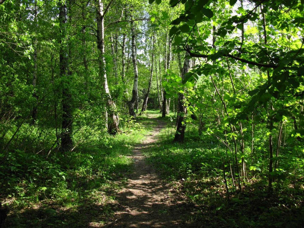 Природный парк Битцевский лес