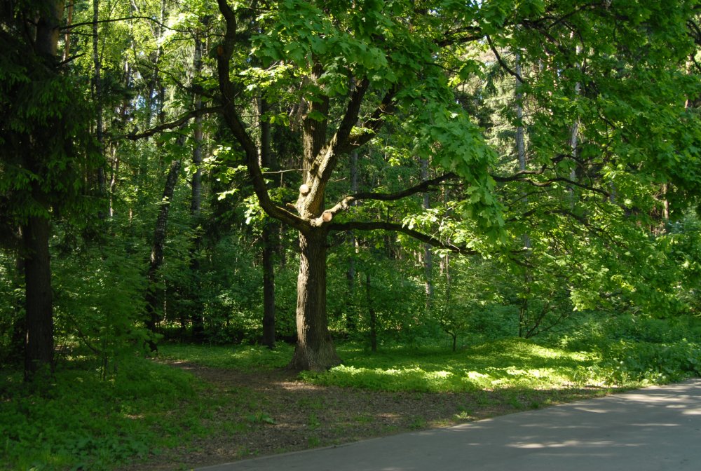 Битцевский лес Ясенево