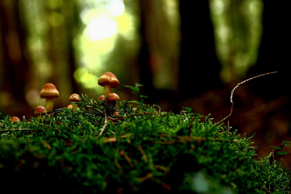 Лес гриб панорама