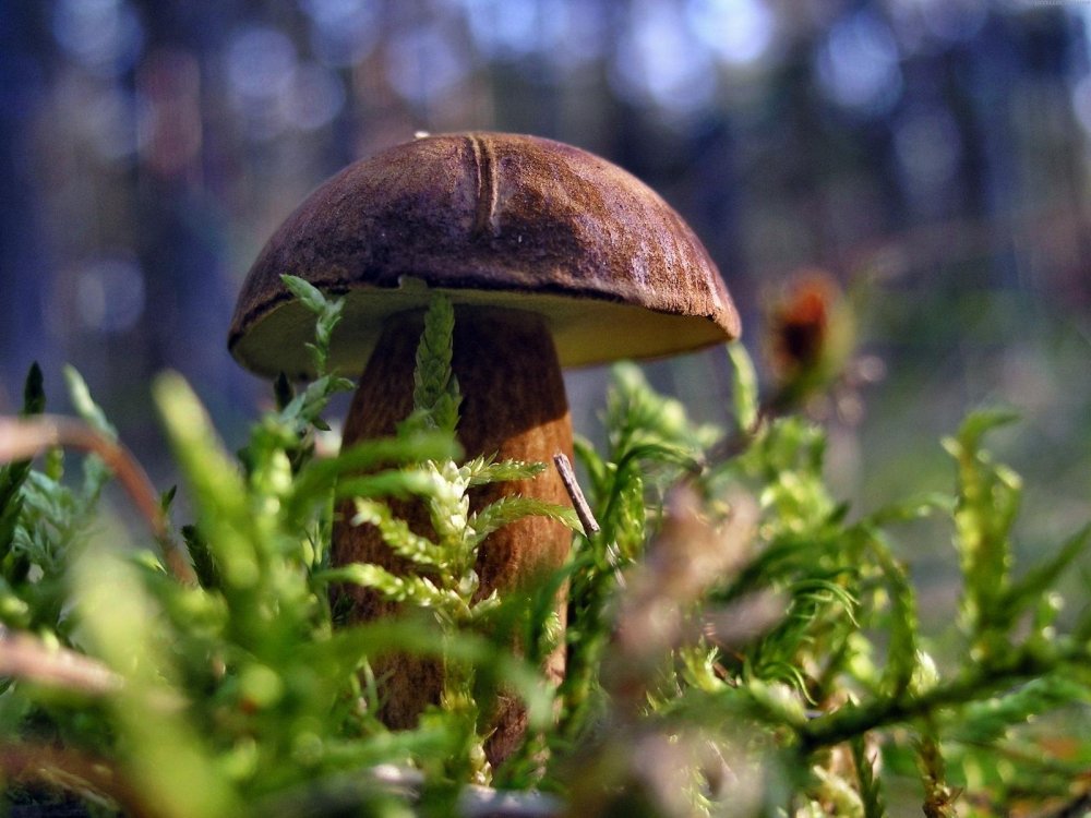 Фотографируем грибы в лесу