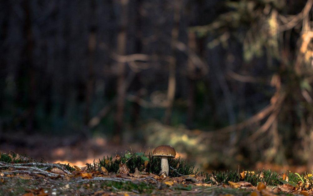 Фон лес с грибами