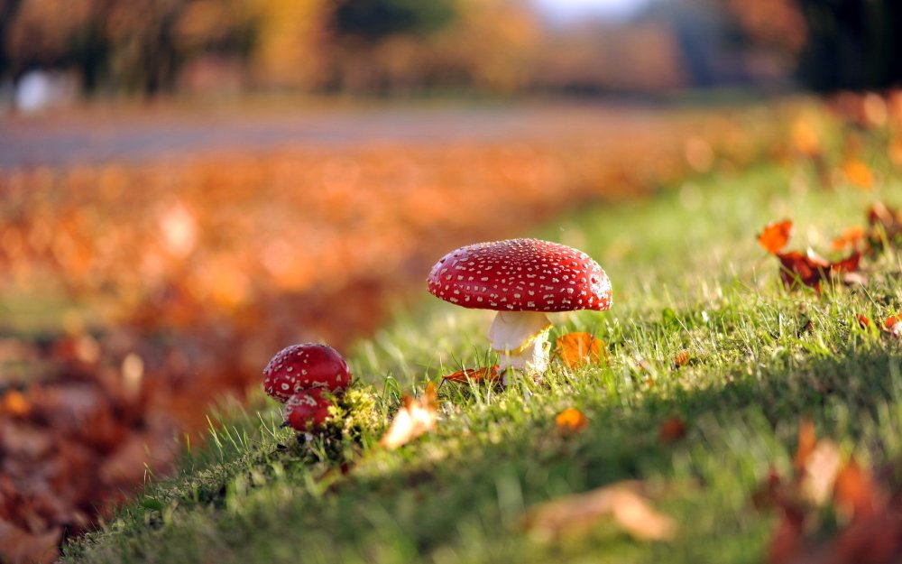 Осенние травяные грибы