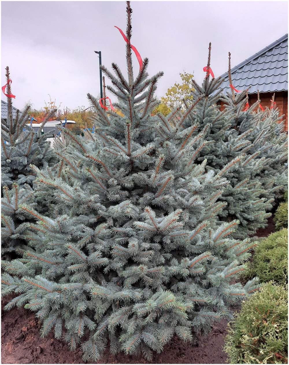 Picea pungens Omega