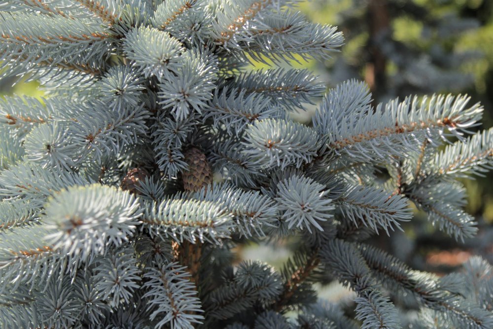 Picea pungens 'Foxtail'