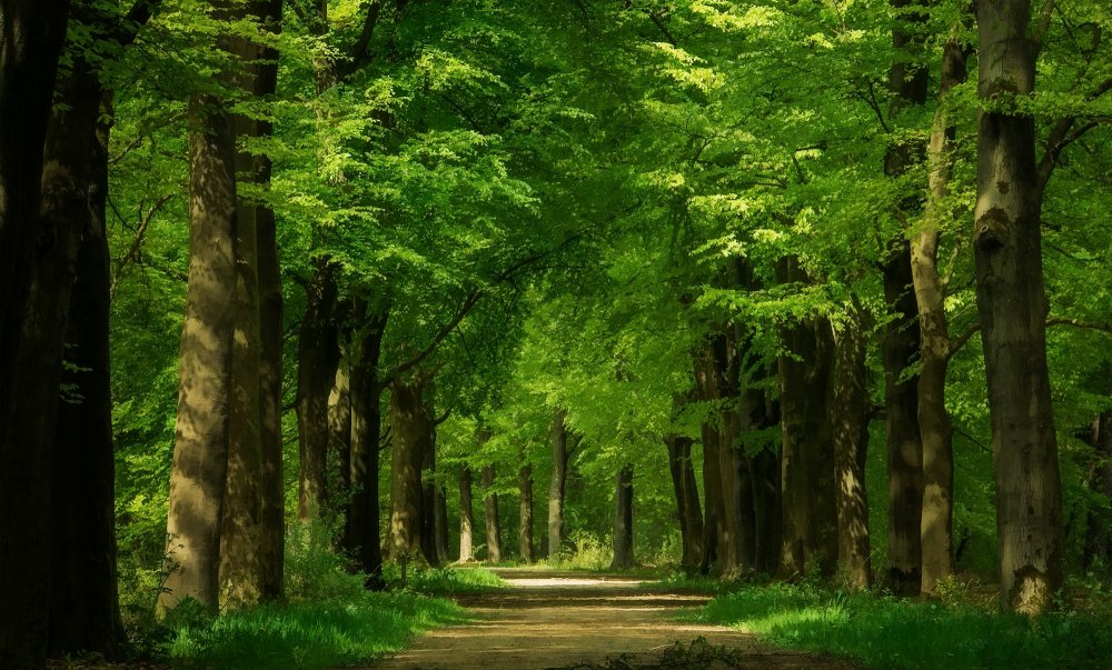 Широколиственный лес лес