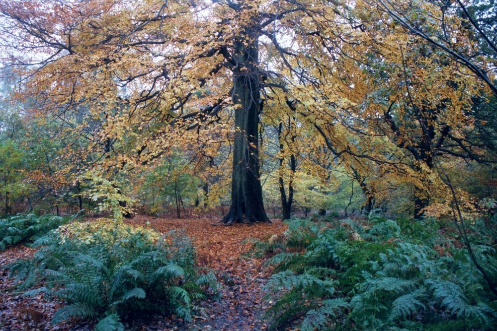 Широколиственный лес осенью
