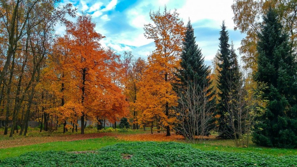 Осенний смешанный лес