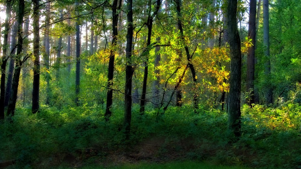 Широколиственные леса Польши
