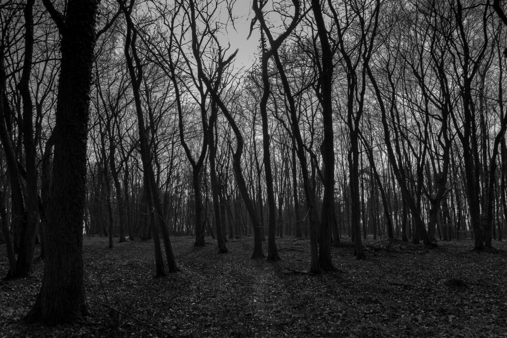 Мрачные Лесные деревья